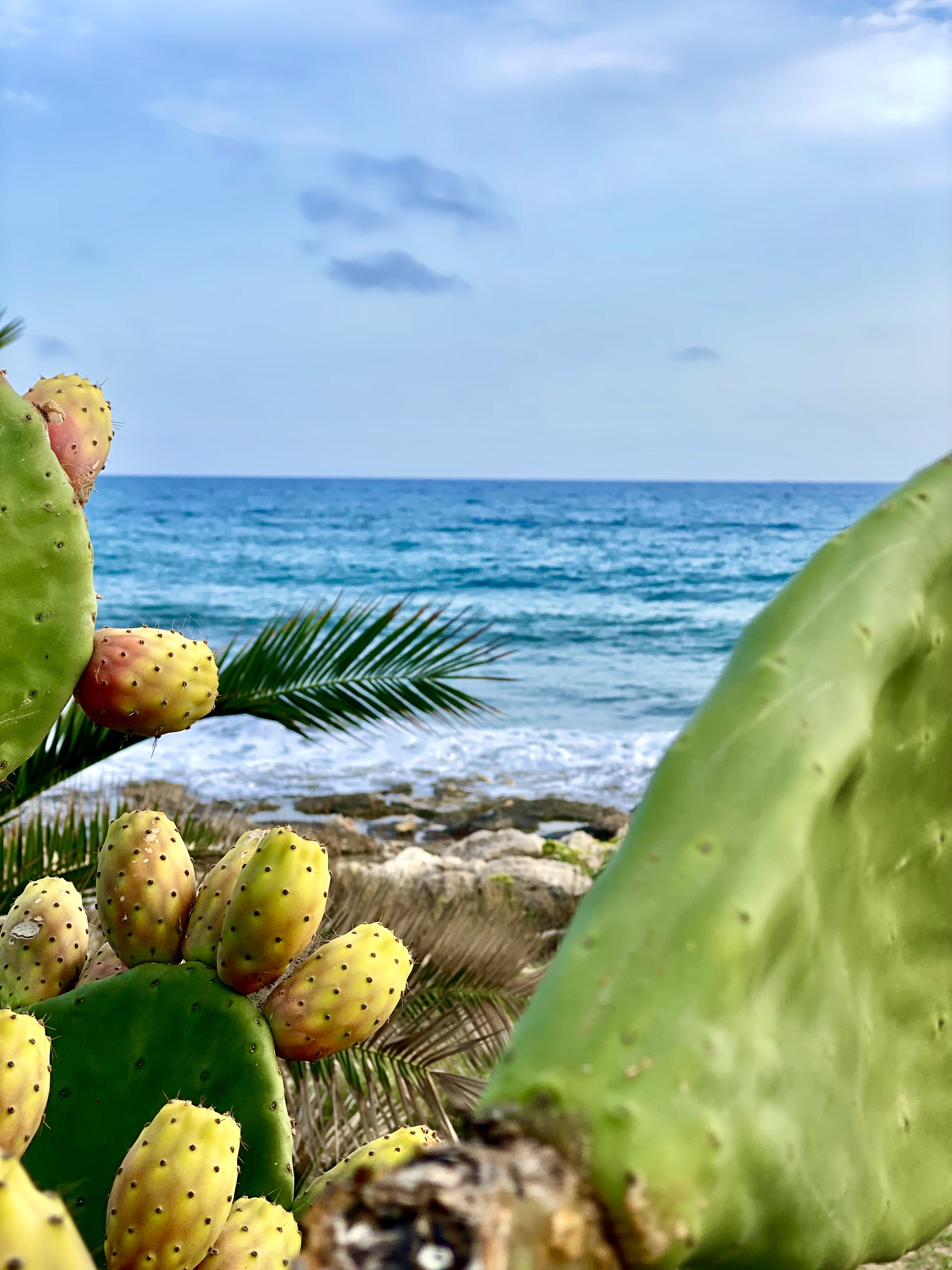 Fico d'india e vegetazione mediterranea con mare cristallino sullo sfondo — costa di Marina di Modica